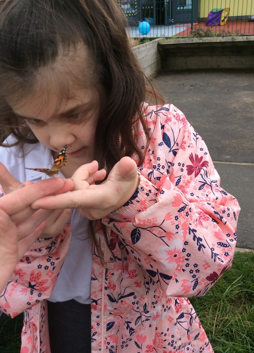 Newfield Butterfly House 2019
