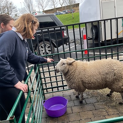 Emily's Mini Farm comes to Newfield