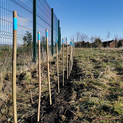 Tree Planting with River Ribble Trust - update